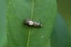 Grapholita compositella